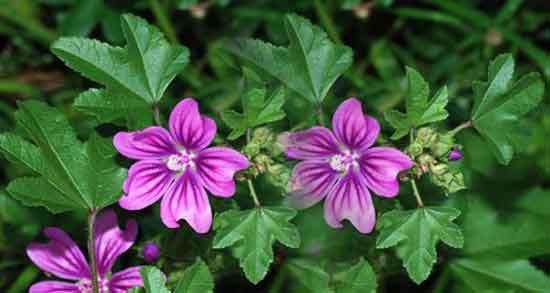 خواص پنیرک برای کودکان ؛ فواید مصرف پنیرک برای سرماخوردگی اطفال خواص پنیرک برای کودکان ؛ فواید مصرف پنیرک برای سرماخوردگی اطفال