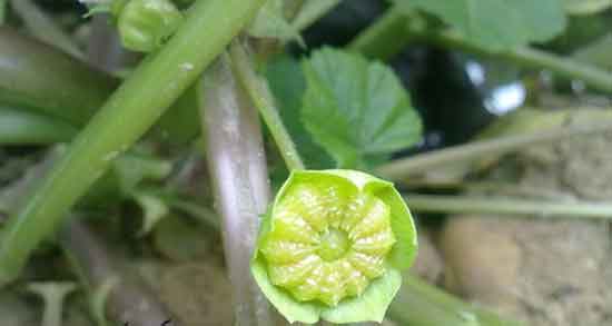 خواص پنیرک برای کیست تخمدان ؛ درمان کیست تخمدان با گل پنیرک