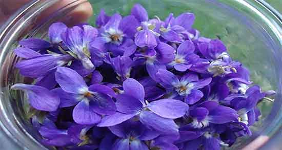 خواص پنیرک در بارداری ؛ خاصیت مصرف گل پنیرک در برای زنان باردار