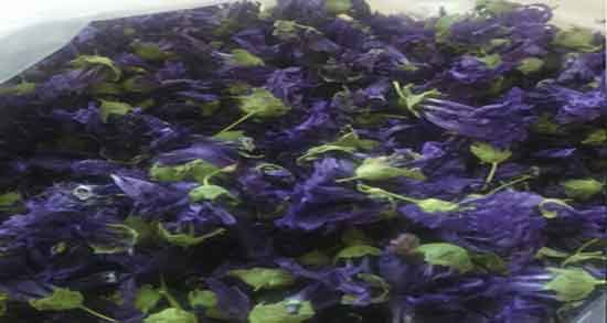 خواص پنیرک در دوران بارداری ؛ مصرف پنیرک در دوران بارداری زنان