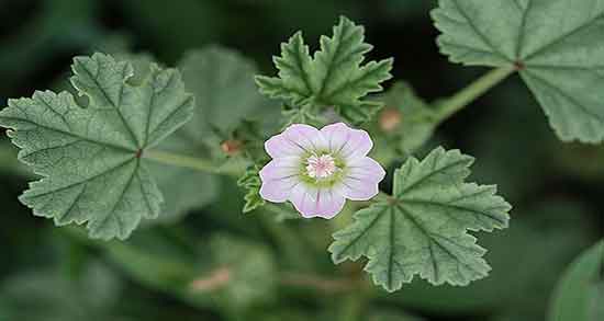 خواص پنیرک در دوران قاعدگی ؛ مصرف پنیرک در دوران قاعدگی چیست خواص پنیرک در دوران قاعدگی ؛ مصرف پنیرک در دوران قاعدگی چیست
