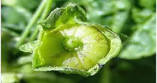 خواص پنیرک در طب اسلامی ؛ مصرف پنیرک نخل در طب سنتی خواص پنیرک در طب اسلامی ؛ مصرف پنیرک نخل در طب سنتی