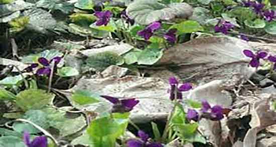 خواص پنیرک در طب سنتی ؛ فواید مصرف پنیرک نخل در طب سنتی خواص پنیرک در طب سنتی ؛ فواید مصرف پنیرک نخل در طب سنتی