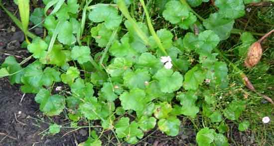 خواص پنیرک در عفونت زنان ؛ مصرف پنیرک برای عفونت زنان نی نی سایت خواص پنیرک در عفونت زنان ؛ مصرف پنیرک برای عفونت زنان نی نی سایت