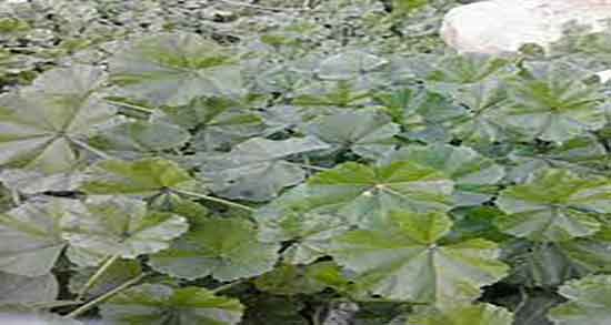 خواص پنیرک و آویشن ؛ خوردن پنیرک و آویشن برای دستگاه تنفسی خواص پنیرک و آویشن ؛ خوردن پنیرک و آویشن برای دستگاه تنفسی