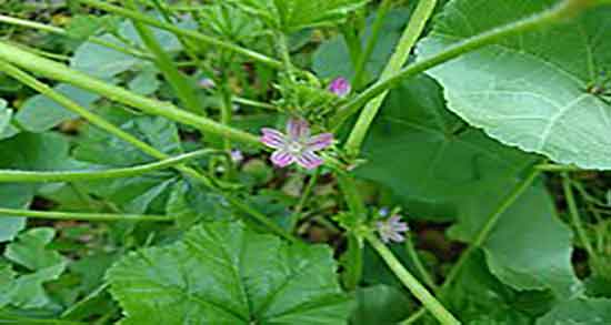 خواص پنیرک و بابونه ؛ استفاده از دمنوش بابونه و پنیرک برای دیابت