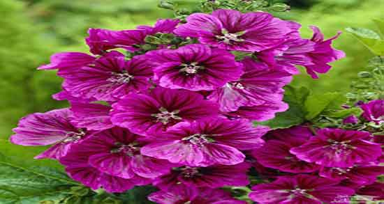 خواص پنیرک و لاغری و مصرف پنیرک برای لاغری و چربی سوزی بدن خواص پنیرک و لاغری ؛ مصرف پنیرک برای لاغری و چربی سوزی بدن