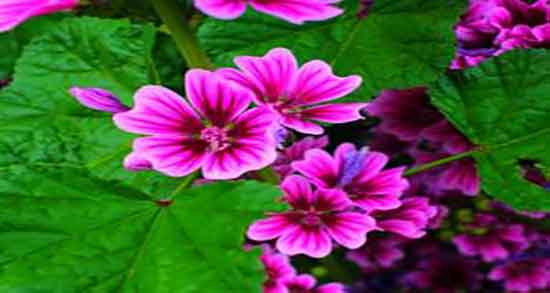 خواص پنیرک چیست ؛ فواید مصرف پنیرک برای زخم معده بزرگسالان