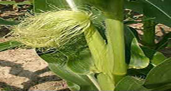 خواص پوست ذرت و فواید مصرف پوست ذرت برای سرماخوردگی خواص پوست ذرت ؛ فواید مصرف پوست ذرت برای سرماخوردگی