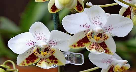 خواص چای وانیل ؛ فواید مصرف چای وانیل تکسو برای ارامش اعصاب خواص چای وانیل ؛ فواید مصرف چای وانیل تکسو برای ارامش اعصاب