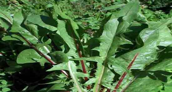 خواص کاسنی برای مردان ؛ ایا مصرف کاسنی برای اسپرم اقایان مفیده