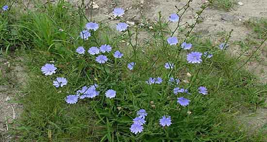 خواص کاسنی برای معده و فواید عرق کاسنی برای درمان زخم معده خواص کاسنی برای معده ؛ فواید عرق کاسنی برای درمان زخم معده