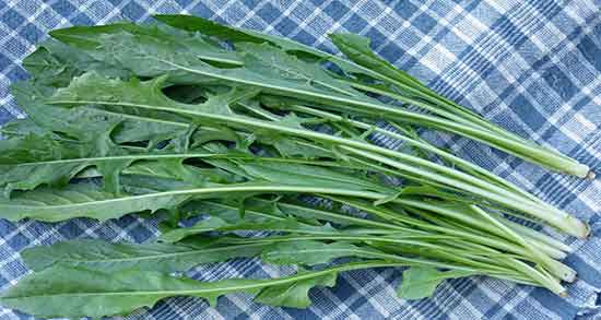 خواص کاسنی برای کلیه ؛ فواید مصرف کاسنی برای دفع سنگ کلیه