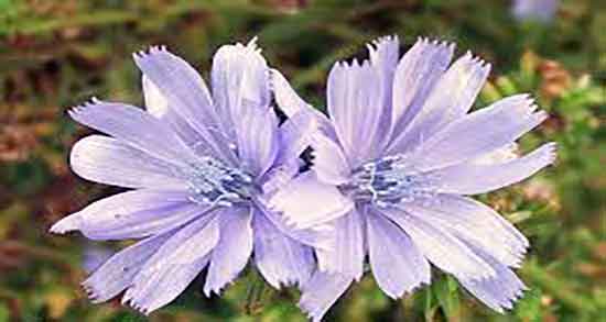 خواص کاسنی در روایات و خوردن کاسنی در روایات چه حکمی دارد خواص کاسنی در روایات ؛ خوردن کاسنی در روایات چه حکمی دارد