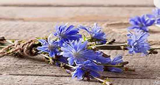 خواص کاسنی در شیردهی و آیا عرق کاسنی شیر مادران را زیاد میکند خواص کاسنی در شیردهی ؛ آیا عرق کاسنی شیر مادران را زیاد میکند