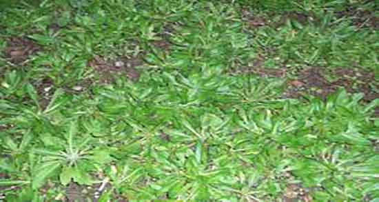 خواص کاسنی در طب اسلامی تبریزیان ؛ فواید مصرف کاسنی از نظر تبریزیان