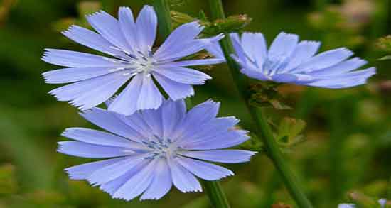 خواص کاسنی در ماه آخر بارداری و مقدار عرق کاسنی در ماه آخر بارداری خواص کاسنی در ماه آخر بارداری ؛ مقدار عرق کاسنی در ماه آخر بارداری