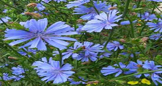 خواص کاسنی و شاتره ؛ خواص مصرف عرق کاسنی و شاتره برای مردان