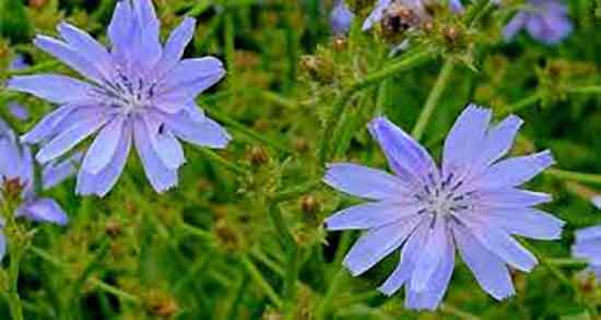 خواص کاسنی و عرق کاسنی و خاصیت مصرف عرق کاسنی برای کودکان خواص کاسنی و عرق کاسنی ؛ خاصیت مصرف عرق کاسنی برای کودکان