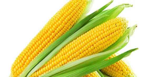 خواص کاکل ذرت برای عفونت ادراری ؛ مصرف کاکل ذرت برای انواع عفونت خواص کاکل ذرت برای عفونت ادراری ؛ مصرف کاکل ذرت برای انواع عفونت