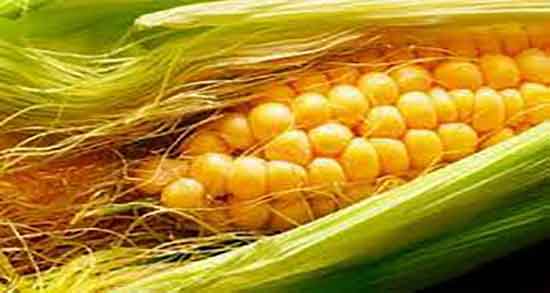 خواص کاکل ذرت برای لاغری ؛ فواید مصرف کاکل ذرت برای چربی سوزی خواص کاکل ذرت برای لاغری ؛ فواید مصرف کاکل ذرت برای چربی سوزی