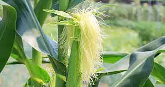 خواص کاکل ذرت برای پوست ؛ فواید مصرف کاکل ذرت برای لک پوست