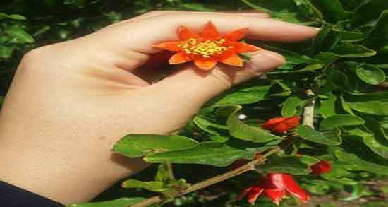 خواص کلاهک انار ؛ آشنایی کامل با خاصیت درمانی کلاهک انار خواص کلاهک انار ؛ آشنایی کامل با خاصیت درمانی کلاهک انار