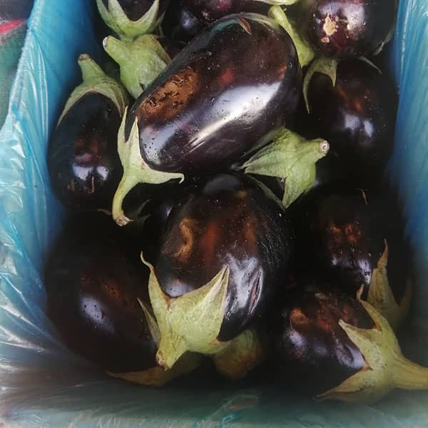 خواص کلاهک سبز بادمجان برای دیابت ؛ کلاهک بادمجان برای قند خون خواص کلاهک سبز بادمجان برای دیابت ؛ کلاهک بادمجان برای قند خون