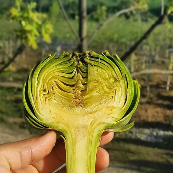 خواص کنگر فرنگی برای دیابت ؛ ایا کنگر فرنگی برای دیابت مفیده خواص کنگر فرنگی برای دیابت ؛ ایا کنگر فرنگی برای دیابت مفیده