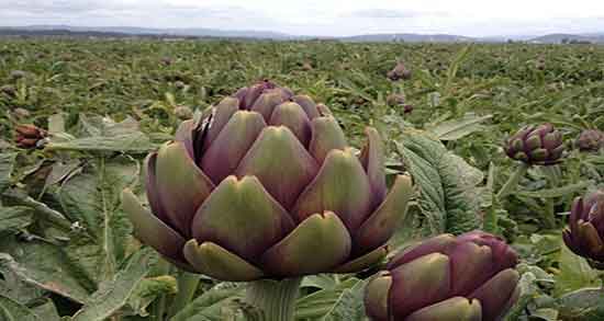 خواص کنگر فرنگی برای پوست ؛ فواید کنگر فرنگی برای زیبایی پوست خواص کنگر فرنگی برای پوست ؛ فواید کنگر فرنگی برای زیبایی پوست