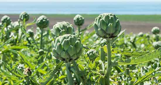 خواص کنگر فرنگی یا آرتیشو ؛ فواید کنگر فرنگی یا آرتیشو برای بدن خواص کنگر فرنگی یا آرتیشو ؛ فواید کنگر فرنگی یا آرتیشو برای بدن