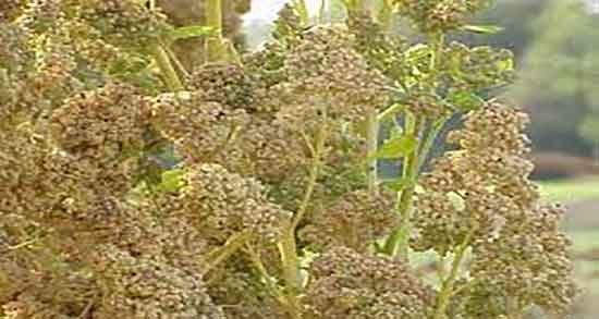 خواص کینوا چیست ؛ فواید مصرف دانه کینوا برا بدن انسان چیست خواص کینوا چیست ؛ فواید مصرف دانه کینوا برا بدن انسان چیست