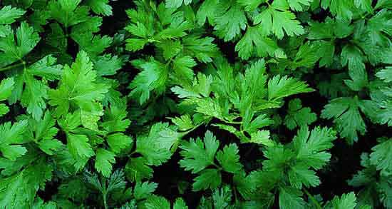 خواص گشنیز در بدنسازی ؛ فواید مصرف گشنیز برای ورزشکاران خواص گشنیز در بدنسازی ؛ فواید مصرف گشنیز برای ورزشکاران