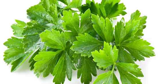 خواص گشنیز در دوران بارداری ؛ فواید مصرف گشنیز برای زنان باردار چیست خواص گشنیز در دوران بارداری ؛ فواید مصرف گشنیز برای زنان باردار چیست