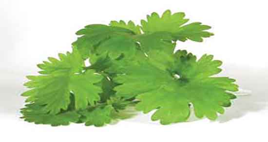 خواص گشنیز در شیردهی ؛ فواید گشنیز برای افزایش شیر مادران