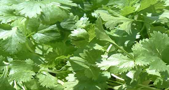 خواص گشنیز در طب اسلامی ؛ فواید مصرف گشنیز از نظر طب اسلامی خواص گشنیز در طب اسلامی ؛ فواید مصرف گشنیز از نظر طب اسلامی