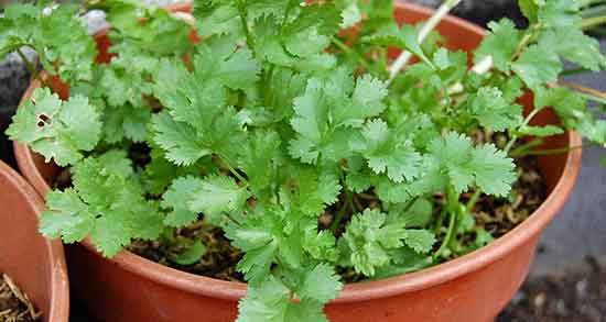 خواص گشنیز در طب ؛ فواید مصرف گشنیز از نظر طب سنتی چیست