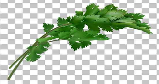 خواص گشنیز در لاغری ؛ فواید مصرف گشنیز برای چربی سوزی بدن خواص گشنیز در لاغری ؛ فواید مصرف گشنیز برای چربی سوزی بدن