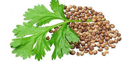 خواص گشنیز و جعفری ؛ فواید مصرف گشنیز و جعفری برای انواع کوکو خواص گشنیز و جعفری ؛ فواید مصرف گشنیز و جعفری برای انواع کوکو