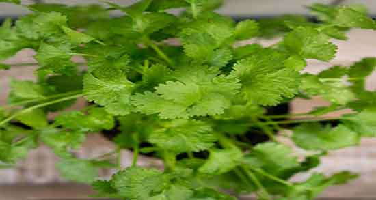 خواص گشنیز و عناب ؛ فواید مصرف گشنیز و عناب برای درمان عفونت