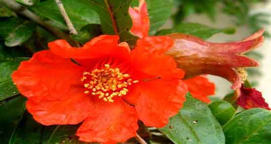 خواص گل انار برای دیابت ؛ تنظیم سطح قند خون با مصرف گل انار خواص گل انار برای دیابت ؛ تنظیم سطح قند خون با مصرف گل انار