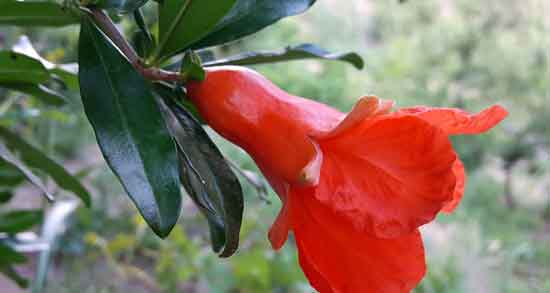 خواص گل انار برای عفونت ؛ تاثیر فوق العاده استفاده از گل انار برای درمان عفونت