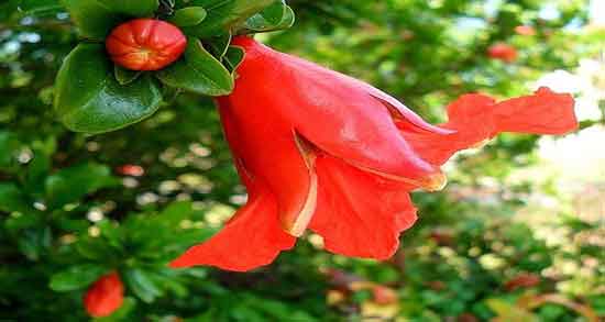 خواص گل انار برای پوست ؛ روشن کردن پوست صورت با گل انار خواص گل انار برای پوست ؛ روشن کردن پوست صورت با گل انار