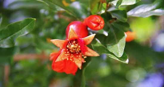 خواص گل انار برای پوست صورت ؛ درمان کک و مک صورت با استفاده از گل انار