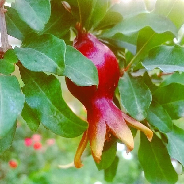 خواص گل انار برای پوست و رحم و دیابت و عفونت + طریقه مصرف گل انار خواص گل انار