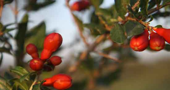 خواص گل انار در طب سنتی ؛ آشنایی با خواص گل انار از دیدگاه طب سنتی خواص گل انار در طب سنتی ؛ آشنایی با خواص گل انار از دیدگاه طب سنتی