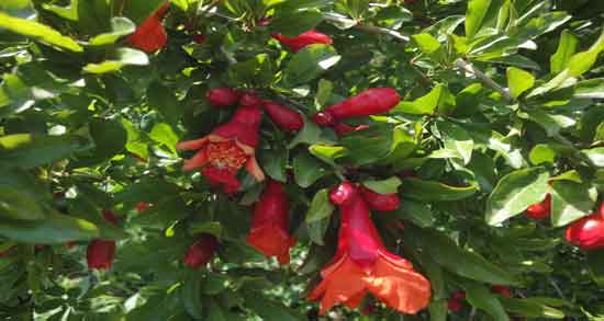 خواص گل انار فارسی ؛ آشنایی با خواص و کاربردهای گل انار فارسی خواص گل انار فارسی ؛ آشنایی با خواص و کاربردهای گل انار فارسی