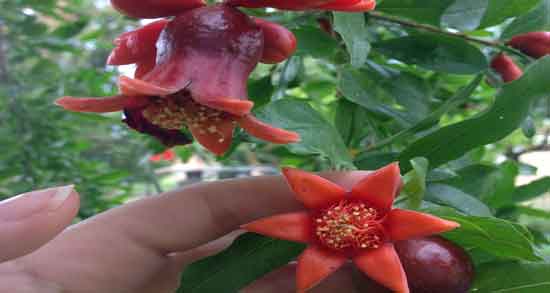 خواص گل انار فارسی برای پوست ؛ از بین بردن جوش صورت با گل انار فارسی خواص گل انار فارسی برای پوست ؛ از بین بردن جوش صورت با گل انار فارسی