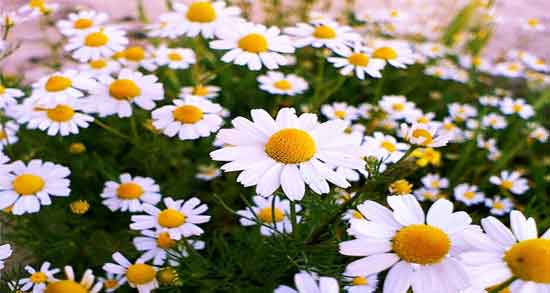 خواص گل بابونه برای سرفه ؛ خاصیت استفاده از گل بابونه برای درمان سرفه