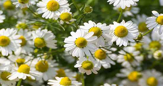 خواص گل بابونه برای پوست ؛ داشتن پوستی سالم و شاداب با گل بابونه خواص گل بابونه برای پوست ؛ داشتن پوستی سالم و شاداب با گل بابونه